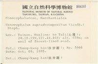 小蛇苔藏品圖，第2張