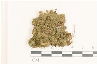 小蛇苔藏品圖，第1張