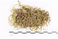 毛扭蘚藏品圖，第1張