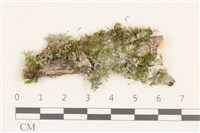 登錄號:B00006293藏品圖，第1張