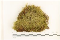 登錄號:B00006339藏品圖，第1張