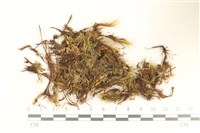 登錄號:B00006342藏品圖，第1張
