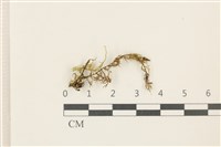 蛇苔藏品圖，第1張