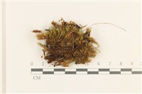 直葉珠蘚藏品圖，第1張