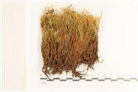 登錄號:B00006359藏品圖，第1張