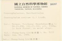 蛇苔藏品圖，第2張