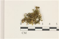 毛擬叉苔藏品圖，第1張