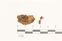 花斑煙桿蘚藏品圖，第1張