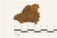 瓶蘚藏品圖，第1張