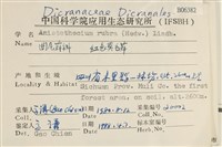 紅色異毛蘚藏品圖，第2張