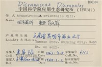 東亞昂氏蘚,東方昂氏蘚藏品圖，第2張