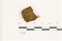 東亞昂氏蘚,東方昂氏蘚藏品圖，第1張