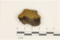 北方極地蘚藏品圖，第1張