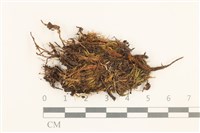 高山曲柄蘚藏品圖，第1張