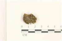 曲柄蘚藏品圖，第1張