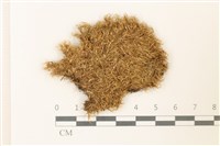 曲柄蘚藏品圖，第1張