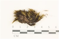 節莖曲柄蘚藏品圖，第1張