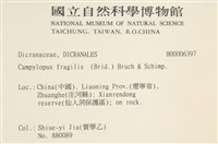 脆枝曲柄蘚藏品圖，第2張