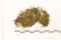 登錄號:B00006399藏品圖，第1張