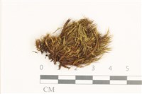 日本曲柄蘚藏品圖，第1張