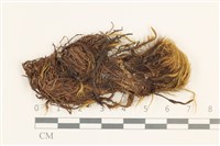 日本曲柄蘚藏品圖，第1張