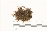 鞭枝曲柄蘚藏品圖，第1張