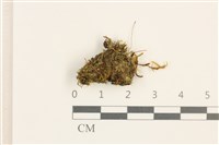 梨蒴曲柄蘚藏品圖，第1張