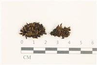 毛尖曲柄蘚藏品圖，第1張