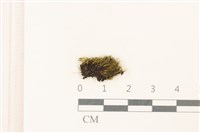 臺灣曲柄蘚藏品圖，第1張