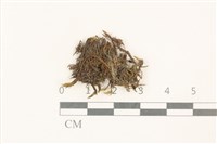 臺灣曲柄蘚藏品圖，第1張