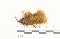 高山狗牙蘚藏品圖，第1張