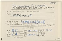 假狗牙蘚藏品圖，第2張