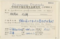 狗芽蘚藏品圖，第2張