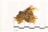 狗芽蘚藏品圖，第1張