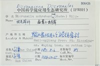 齒葉小曲尾蘚藏品圖，第2張