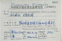 長葉青毛蘚藏品圖，第2張