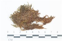登錄號:B00006443藏品圖，第1張