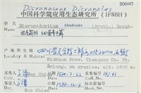 細葉青毛蘚藏品圖，第2張