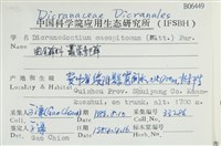 叢葉青毛蘚藏品圖，第2張