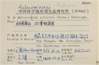 沼澤皺蒴蘚藏品圖，第2張