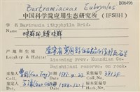 直葉珠蘚藏品圖，第2張