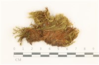 直葉珠蘚藏品圖，第1張