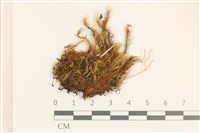 登錄號:B00006497藏品圖，第1張