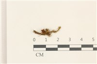 直葉珠蘚藏品圖，第1張