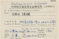 直葉珠蘚藏品圖，第2張