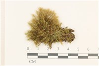 挪威珠蘚藏品圖，第1張