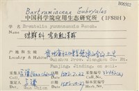 雲南熱澤蘚藏品圖，第2張