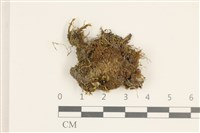 銀蘚藏品圖，第1張