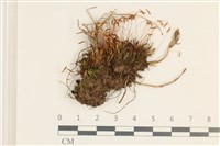 銀蘚藏品圖，第1張