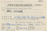 那霸短月蘚藏品圖，第2張